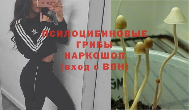 Галлюциногенные грибы MAGIC MUSHROOMS  MEGA   Дудинка  как найти закладки 